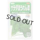 [ほうれんそう]　サラダほうれんそう（トリトン）　約900粒（株）サカタのタネ　実咲350（003732）