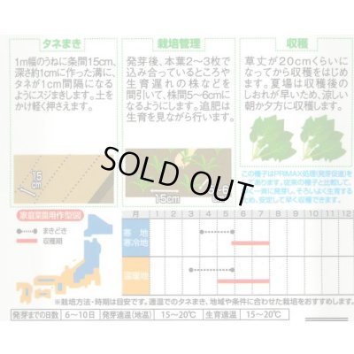 画像2: [ほうれんそう]　サラダほうれんそう（トリトン）　約900粒（株）サカタのタネ　実咲350（003732）