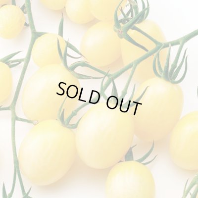 画像2: 送料無料　[トマト/ミニトマト]　TYアイボリー　12粒　中原採種場（株）