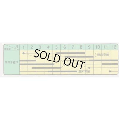 画像3: 送料無料　[トマト/ミニトマト]　TYアイボリー　12粒　中原採種場（株）