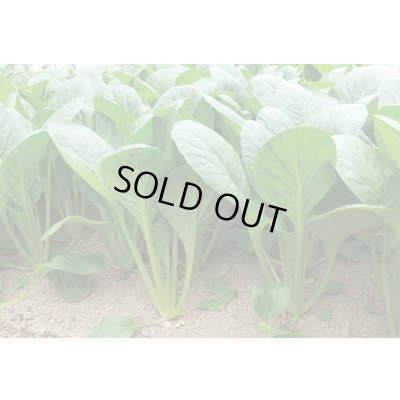 画像2: 送料無料　[小松菜]　真夏の四番打者　M４万粒　トキタ種苗(株)