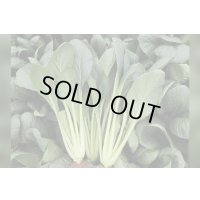 送料無料　[小松菜]　真夏の四番打者　M４万粒　トキタ種苗(株)