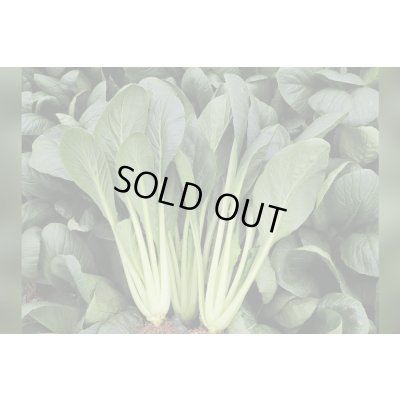 画像1: 送料無料　[小松菜]　真夏の四番打者　M４万粒　トキタ種苗(株)