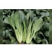 画像1: 送料無料　[小松菜]　真夏の四番打者　M４万粒　トキタ種苗(株) (1)