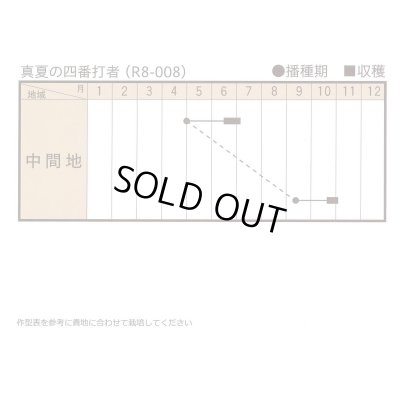 画像3: 送料無料　[小松菜]　真夏の四番打者　M４万粒　トキタ種苗(株)