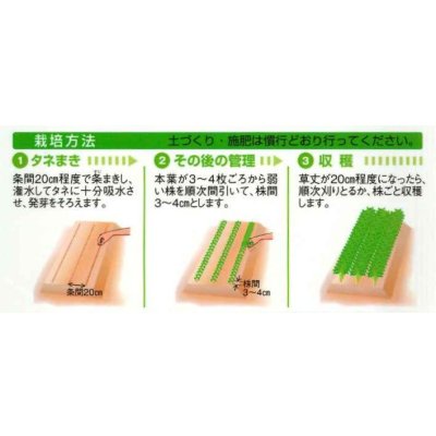 画像3: 送料無料　ミツバ　白茎三ツ葉（関東系）4ml（約780粒）タキイ種苗（株）MF