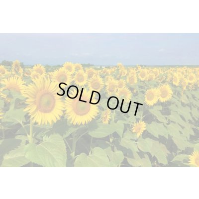 画像3: [景観形成作物]　ひまわり　NSクルナ　500ｇ　　雪印種苗（株）