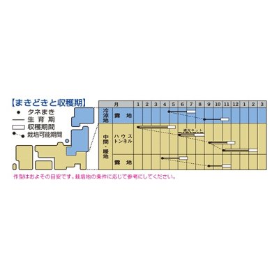 画像4: 送料無料　ミツバ　白茎三ツ葉（関東系）4ml（約780粒）タキイ種苗（株）MF