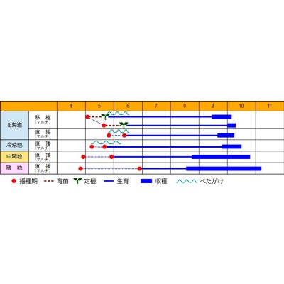 画像5: [落花生]　郷の香　1L(約700粒)　渡辺農事