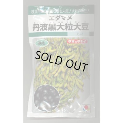 画像1: 送料無料　[枝豆]　丹波黒大粒大豆　35ml（約37粒）　タキイ種苗(株)GF