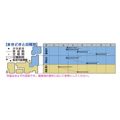 画像2: [ほうれんそう]　晩抽サマージェット　(種子サイズM)3万粒　タキイ種苗