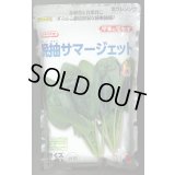 [ほうれんそう]　晩抽サマージェット　(種子サイズM)3万粒　タキイ種苗(株)