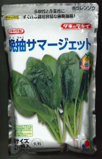 [ほうれんそう]　晩抽サマージェット　(種子サイズM)3万粒　タキイ種苗(株)