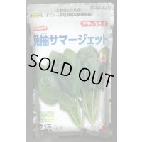 [ほうれんそう]　晩抽サマージェット　(種子サイズM)3万粒　タキイ種苗(株)