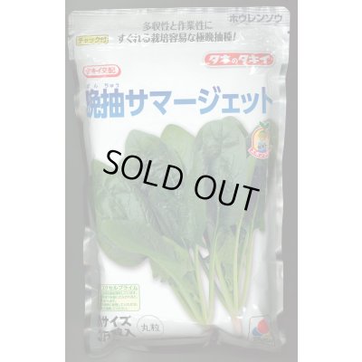 画像1: [ほうれんそう]　晩抽サマージェット　(種子サイズM)3万粒　タキイ種苗(株)
