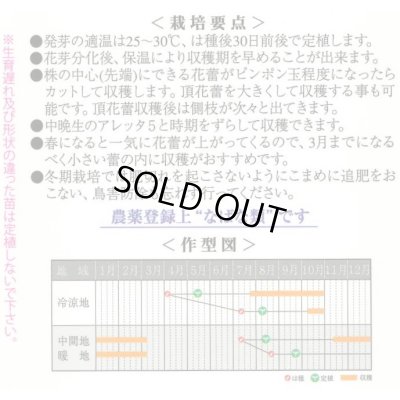画像2: 送料無料　アレッタ2　1ml　裸種子(およそ150粒)　　松永種苗（株）