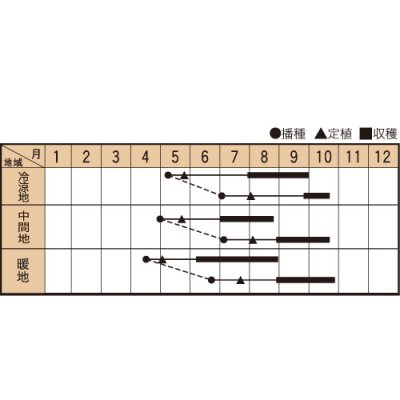 画像2: 送料無料　[イタリア野菜]　バジリコ・ナーノ　200粒　トキタ種苗(株)