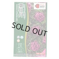 送料無料　花の種　葉牡丹　プラチナケールF1　グロッシーレッド　15粒　タキイ種苗(株)NL300