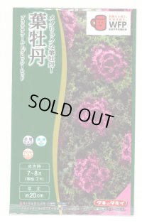 送料無料　花の種　葉牡丹　プラチナケールF1　グロッシーレッド　15粒　タキイ種苗(株)NL300