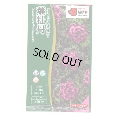 画像1: 送料無料　花の種　葉牡丹　プラチナケールF1　グロッシーレッド　15粒　タキイ種苗(株)NL300