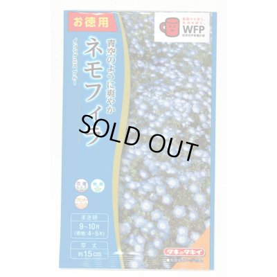 画像1: 送料無料　花の種　お徳用パック！ネモフィラ　インシグニスブルー　5ml　タキイ種苗(株)NL500