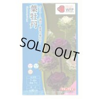 送料無料　花の種　葉牡丹　F1ラッフル　ミックス　約30粒　タキイ種苗(ＮL300)