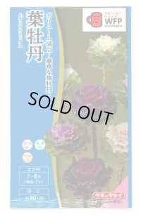 送料無料　花の種　葉牡丹　F1ラッフル　ミックス　約30粒　タキイ種苗(ＮL300)