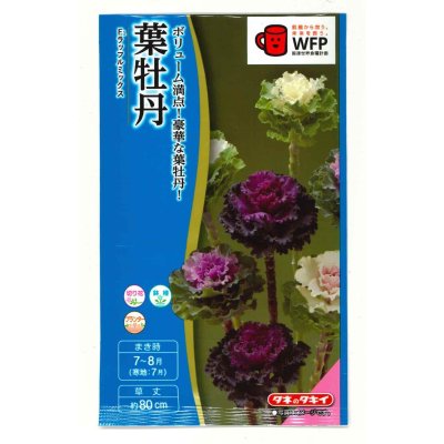 画像1: 送料無料　花の種　葉牡丹　F1ラッフル　ミックス　約30粒　タキイ種苗(ＮL300)