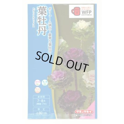 画像1: 送料無料　花の種　葉牡丹　F1ラッフル　ミックス　約30粒　タキイ種苗(ＮL300)