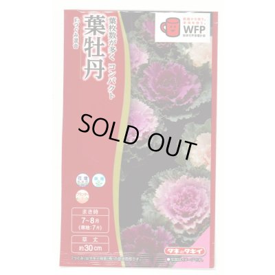 画像1: 送料無料　花の種　葉牡丹　F1つぐみ混合　タキイ種苗(株)NL300