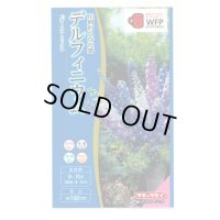 送料無料　花の種　デルフィニウム　Ｆ1オーロラミックス　0.1ml　タキイ種苗(株)NL300