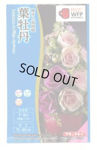 花の種　葉牡丹　プラチナケールF1　ルシールミックス　15粒