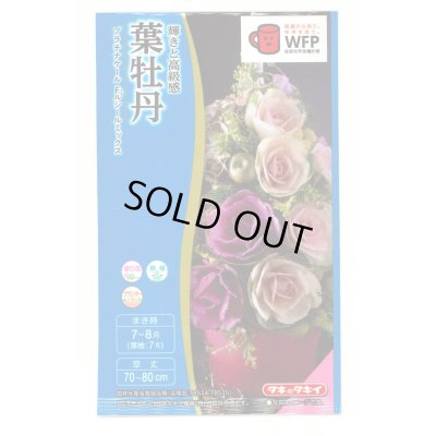 画像1: 花の種　葉牡丹　プラチナケールF1　ルシールミックス　15粒