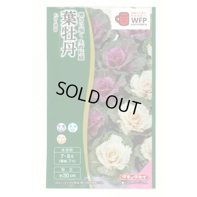 画像1: 送料無料　花の種　葉牡丹　F1　はと混合　0.5ml　タキイ種苗(株)NL300