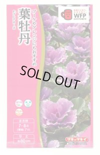 送料無料　花の種　葉牡丹　F1　フレアローズ　タキイ種苗(株)NL300