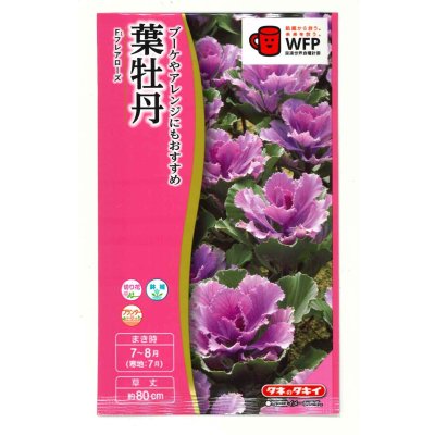 画像1: 送料無料　花の種　葉牡丹　F1　フレアローズ　タキイ種苗(株)NL300