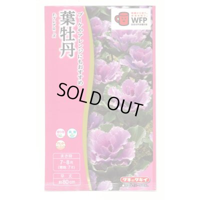 画像1: 送料無料　花の種　葉牡丹　F1　フレアローズ　タキイ種苗(株)NL300