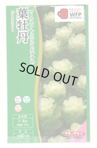 送料無料　花の種　葉牡丹　F1　フレアホワイト　タキイ種苗(株)NL300