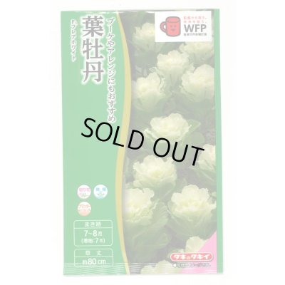 画像1: 送料無料　花の種　葉牡丹　F1　フレアホワイト　タキイ種苗(株)NL300