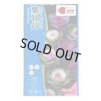 送料無料　花の種　葉牡丹　ファインミックス　タキイ種苗(株)NL300