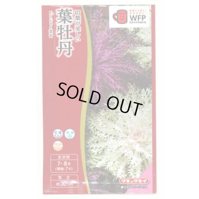 画像1: 送料無料　花の種　葉牡丹　くじゃく混合　0.5ml　タキイ種苗(株)NL300