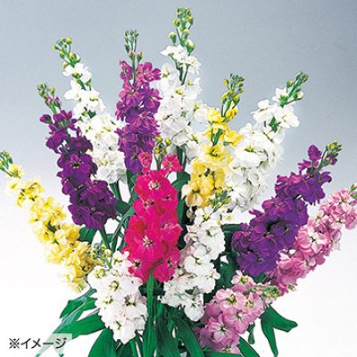画像3: 送料無料　花の種　ストック　クリスマス混合　小袋（約120粒）タキイ種苗（株）NL200