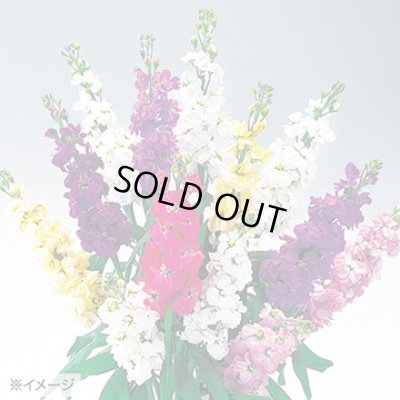 画像3: 送料無料　花の種　ストック　クリスマス混合　小袋（約120粒）タキイ種苗（株）NL200