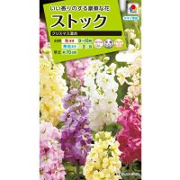 送料無料　花の種　ストック　クリスマス混合　小袋（約120粒）タキイ種苗（株）NL200