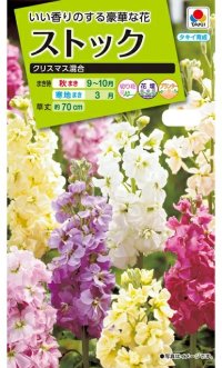 送料無料　花の種　ストック　クリスマス混合　小袋（約120粒）タキイ種苗（株）NL200