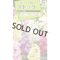送料無料　花の種　ストック　クリスマス混合　小袋（約120粒）タキイ種苗（株）NL200