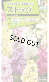 送料無料　花の種　ストック　クリスマス混合　小袋（約120粒）タキイ種苗（株）NL200