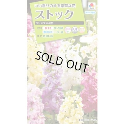 画像1: 送料無料　花の種　ストック　クリスマス混合　小袋（約120粒）タキイ種苗（株）NL200