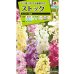 画像1: 送料無料　花の種　ストック　クリスマス混合　小袋（約120粒）タキイ種苗（株）NL200 (1)