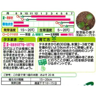 画像2: 送料無料　花の種　パンジー　フローラルデイズクールサマーブリーズ　小袋（約30粒）タキイ種苗（株）NL200